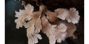 ‘The Kingdom: How Fungi Made the World’ screening