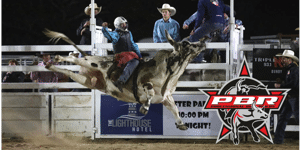 PBR Bull Mania